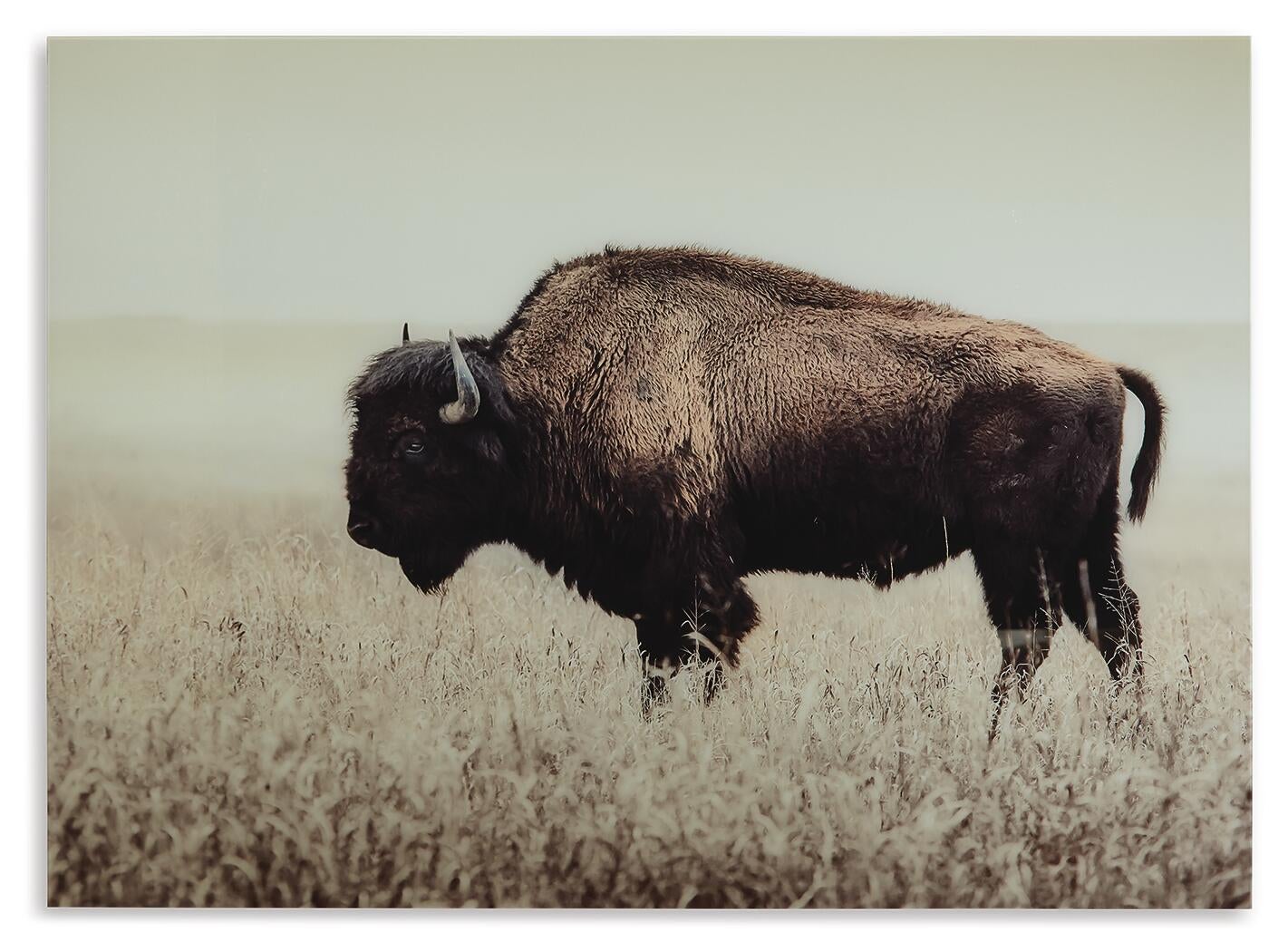 Brutus Wall Art Signature Design by Ashley®
