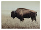 Brutus Wall Art Signature Design by Ashley®