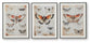 Jossletts Wall Art Set (3/CN) Signature Design by Ashley®