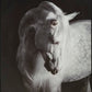 Archerwick Wall Art Signature Design by Ashley®